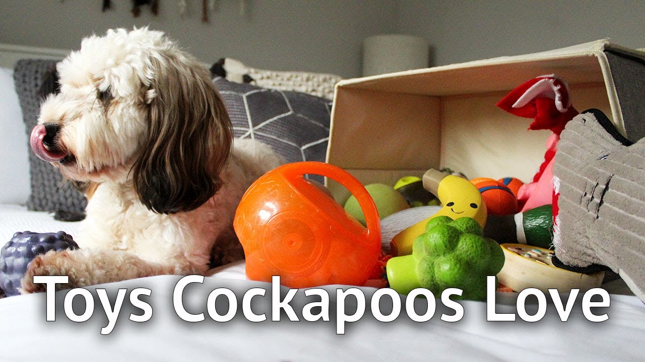 THE BEST TOYS FOR COCKAPOOS: Toys your dog will love and will survive aggressive chewers
