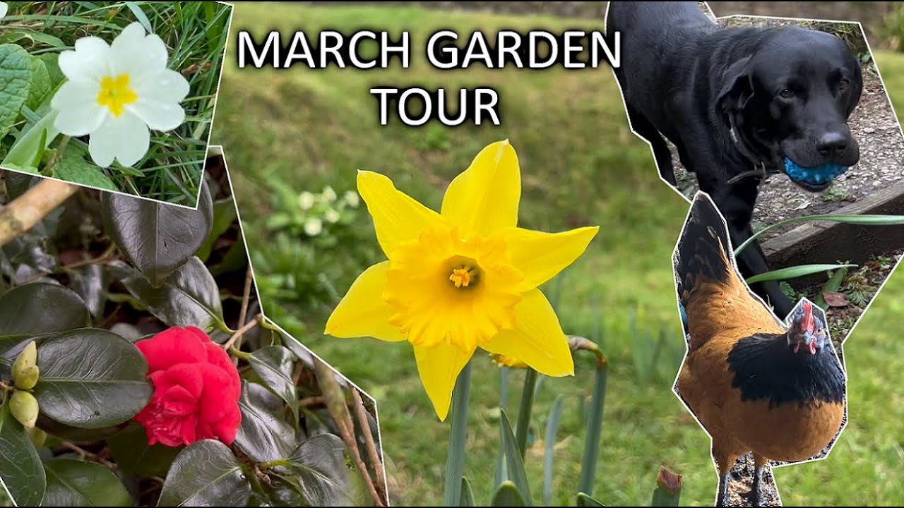 March Garden Tour in Cornwall 2022