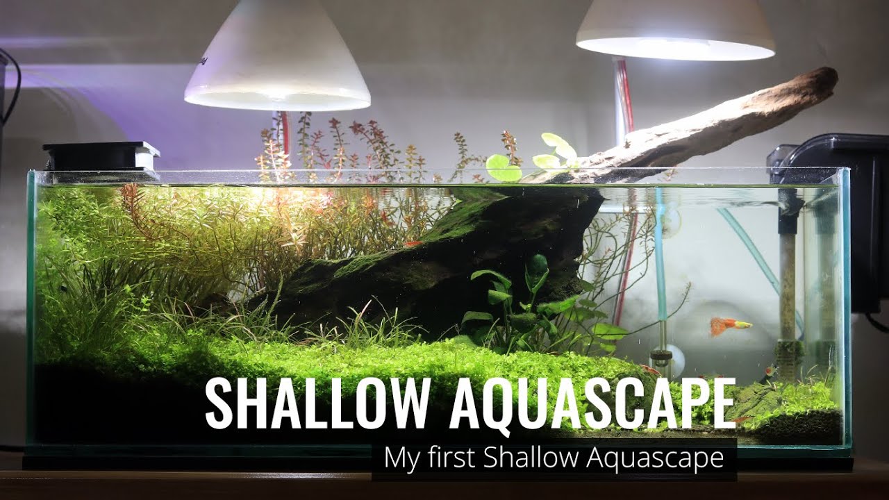 Shallow Aquascape - My First Shallow Tank Aquascape | AquaNano