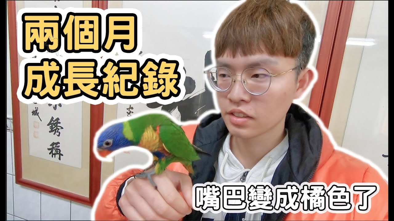 【ManLife】彩虹吸蜜鸚鵡兩個月成長紀錄｜嘴巴變成橘色｜毛長齊了 《阿滿生活｜日記》