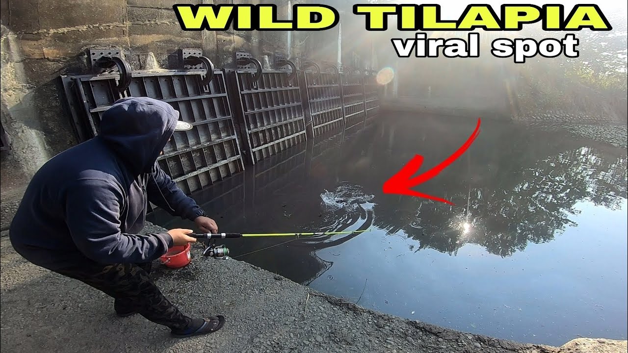 EP22 - ANG LAKING TILAPIA