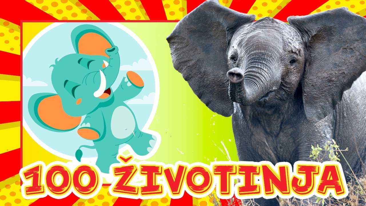 *Prvih 100 ŽIVOTINJA* 🎴 Učimo uz videozapise pravih životinja | Edukativni video za djecu