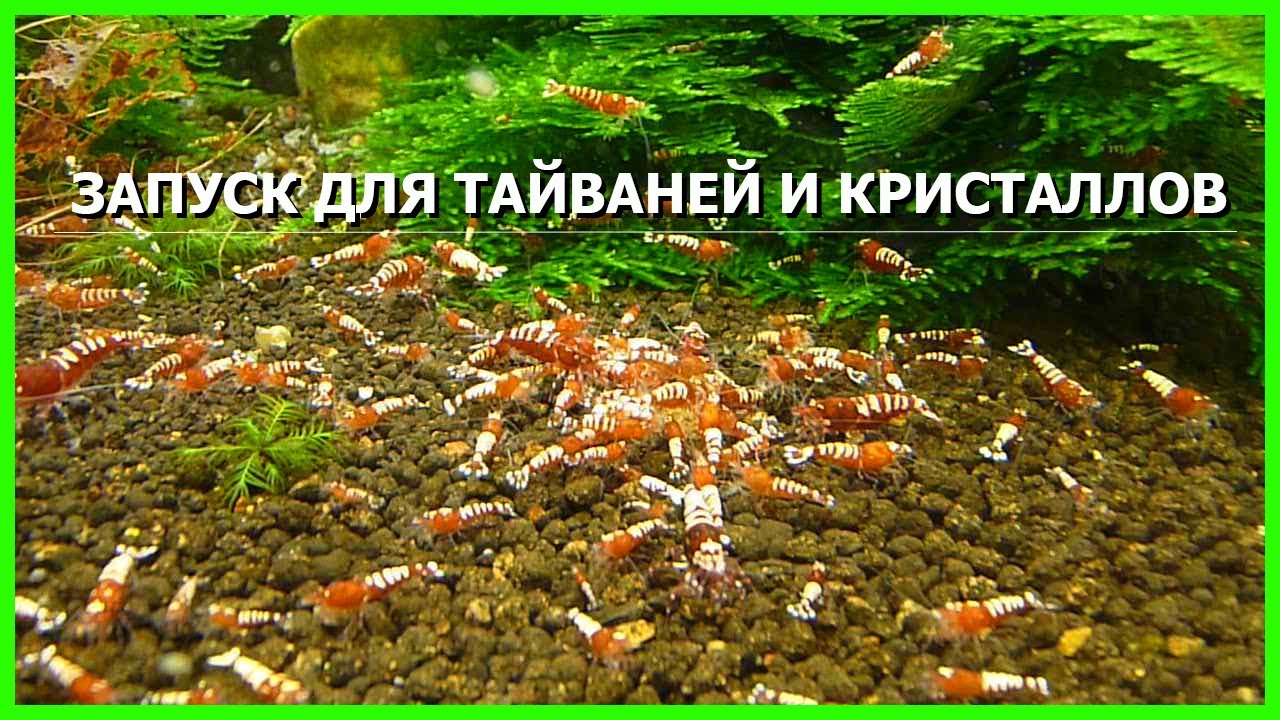 запуск аквариума для кристаллов и тайваней
