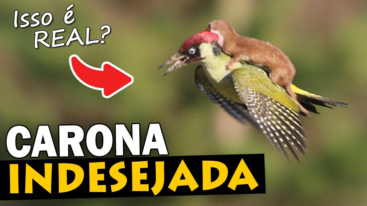 FLAGRAS incríveis de AVES na NATUREZA | Pássaros em MOMENTOS RAROS