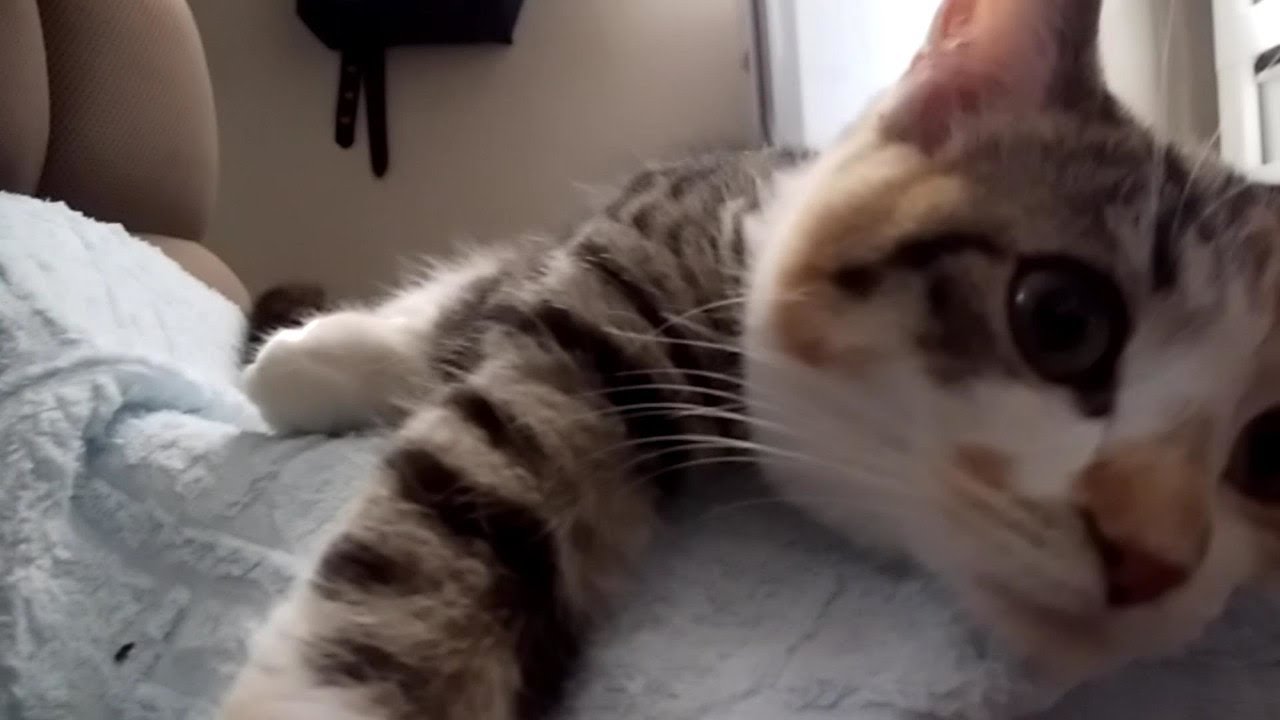 ある日のお昼寝！Nap !【AMSR】#78 #七七七 #進めーねこにゃん