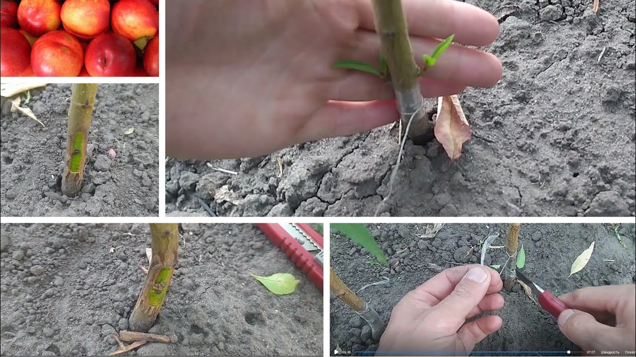 Які сорта вибрані для майбутнього саду? Як прижилися окуліровки? Який стан манчьжурської підщепи?