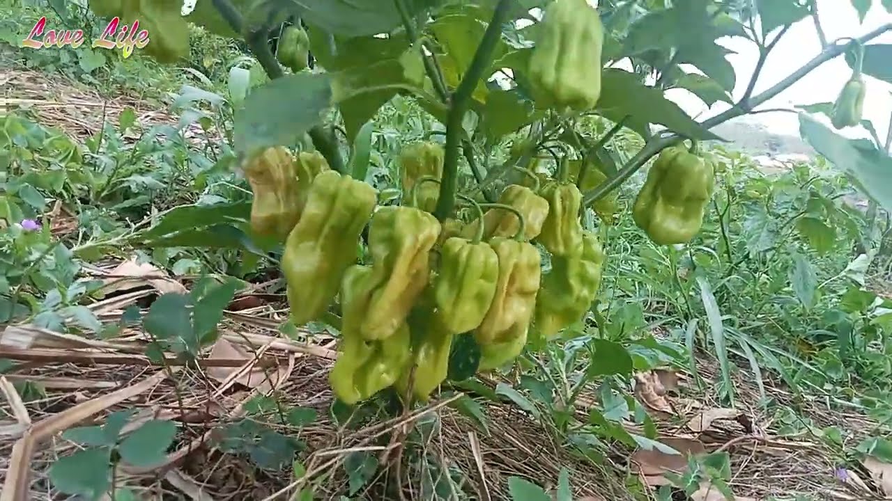 Growing Pepper comes with quit a number of benefits || Growing Pepper in Ugandan PART 2 / Season 3