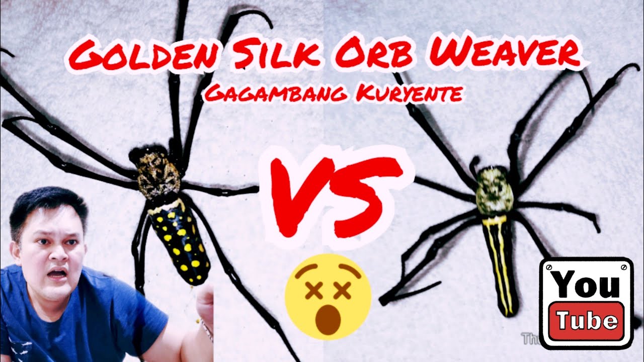 KURYENTE vs KURYENTE. Golden Silk Orb WEAVER. Monster Spider Fight.