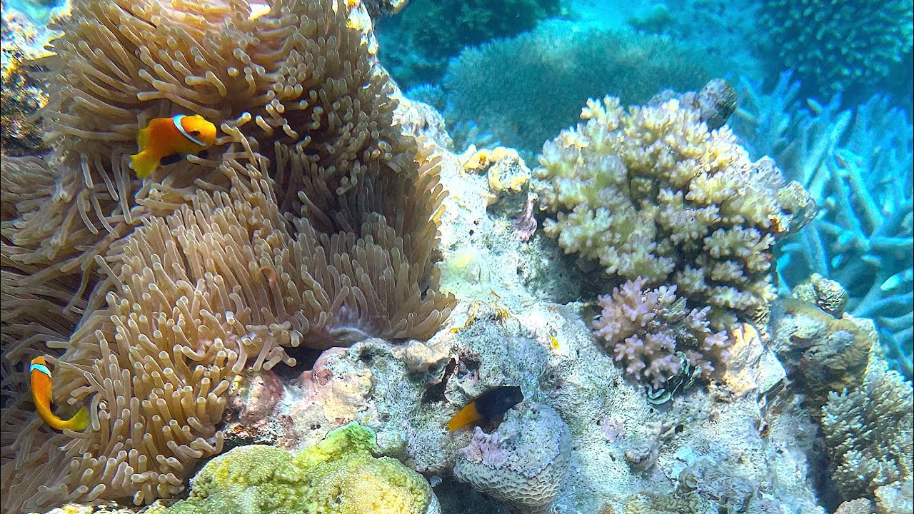 Snorkeling in the Maldives