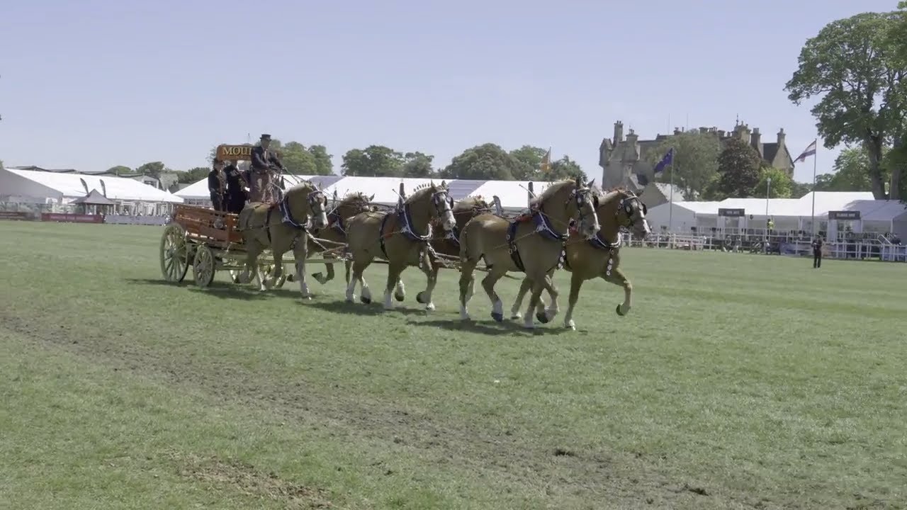 Royal Highland Show 2018 Heavy Horses