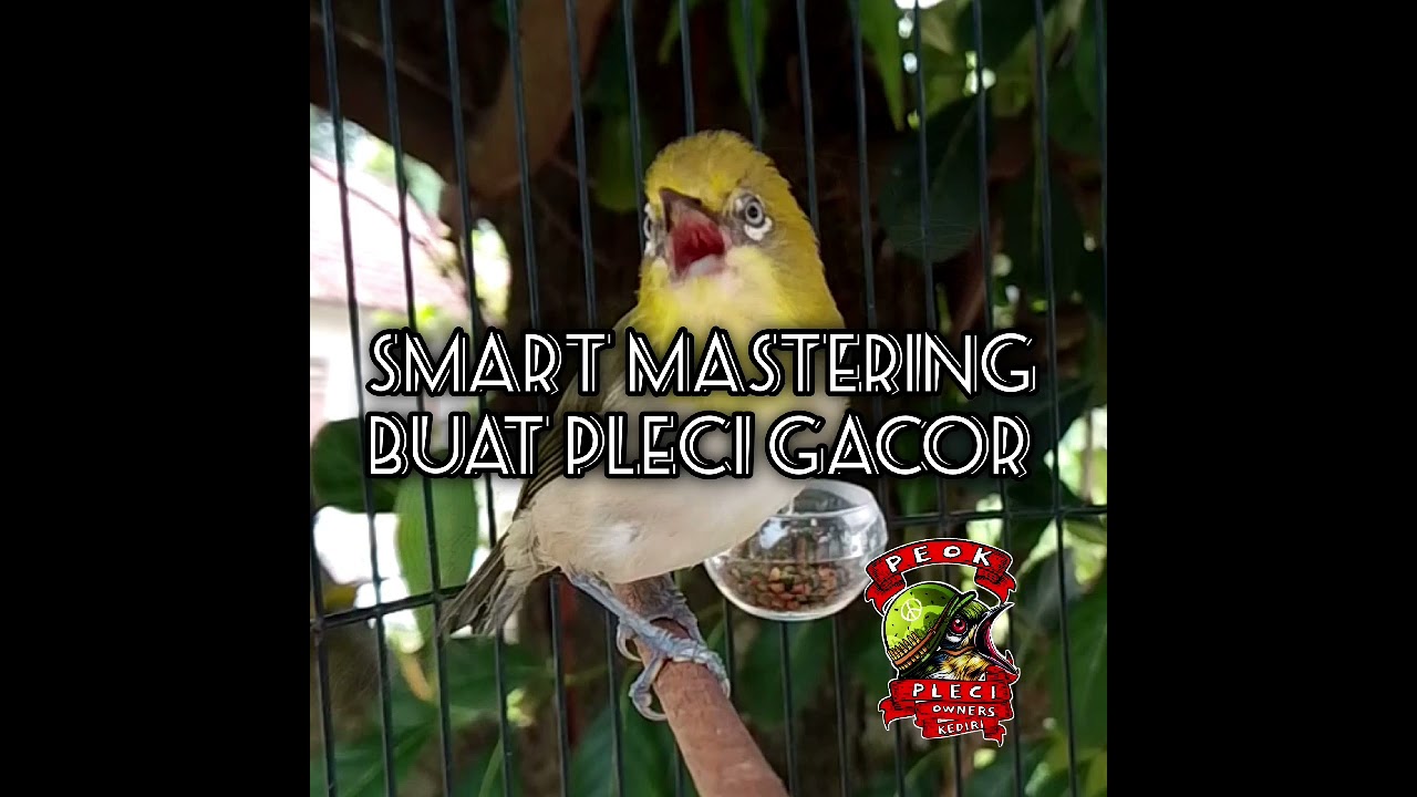 Smart mastering buat semua jenis pleci agar gacor 