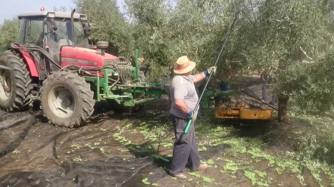 Vibrador de olivos en recolección de aceitunas hojiblanca