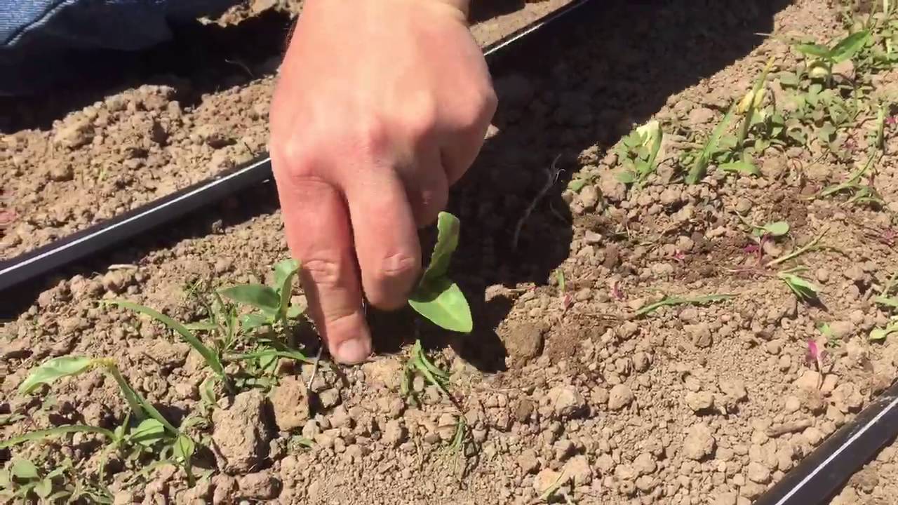 Treebrook Farm Garden Weeding Tips