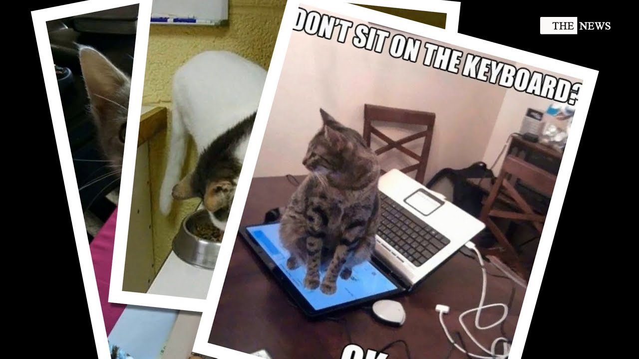 10+ Hilarious Examples Of Cat Logic