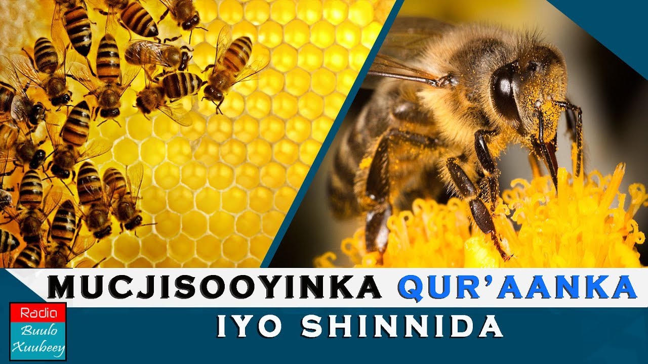 MUCJISADA QUR'AANKA IYO SAYNISKA: SHINNIDA IYO NOLOSHEEDA