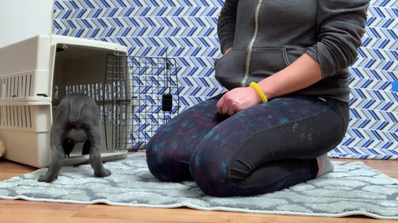 Intro to Puppy Training: 6 Weeks
