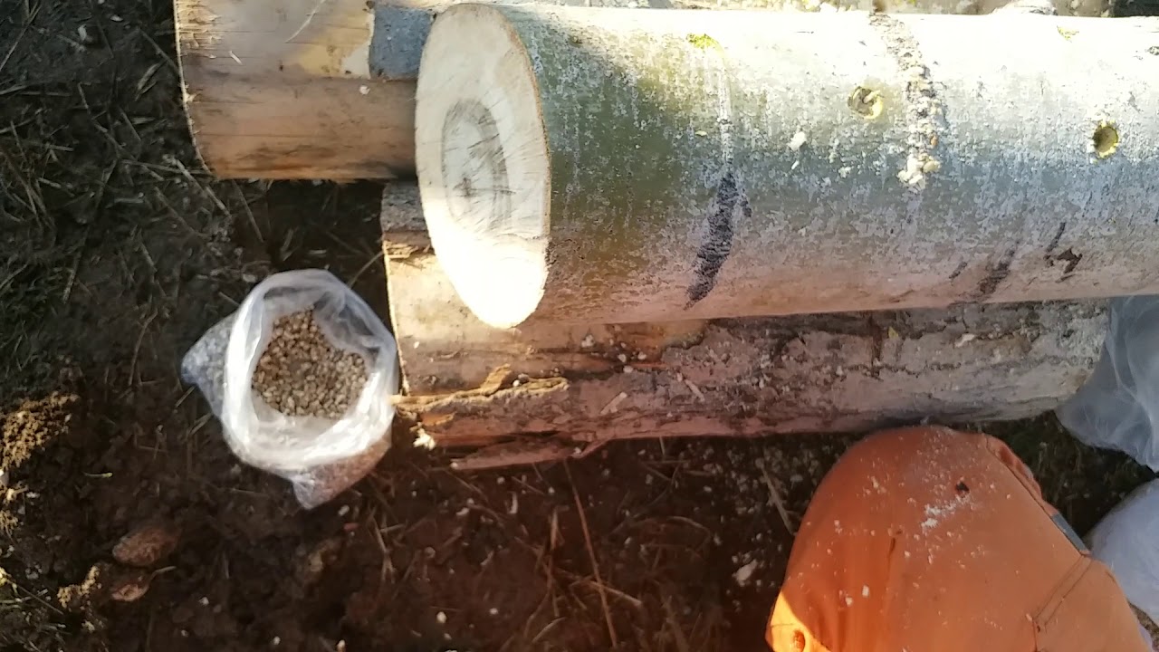 Kavak kütüğüne istiridye mantarı aşılama