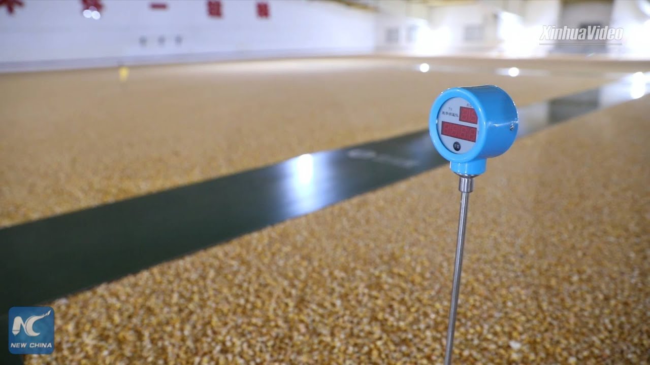 NE China's grain depot uses tech in storage, ensures food security