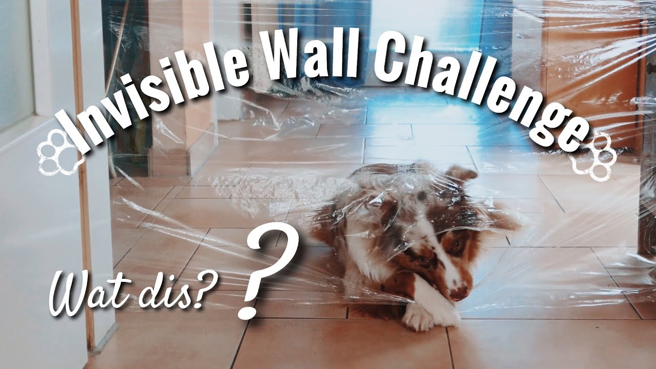My Australian Shepherd's Funny Reaction To The Invisible Challenge!Dog Reacts To The Invisible Wall!
