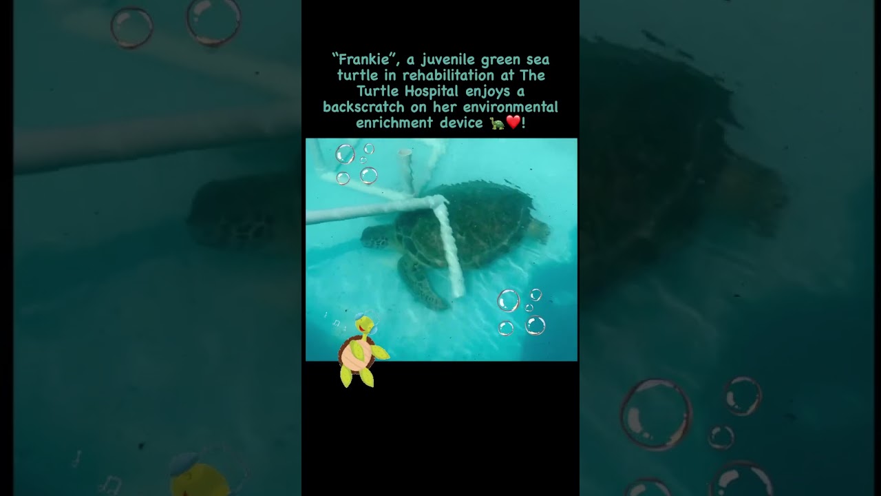 Wednesday turtle vibes 🐢❤️! #connectandprotect #compassioniscontagious #seaturtlelove #turtle