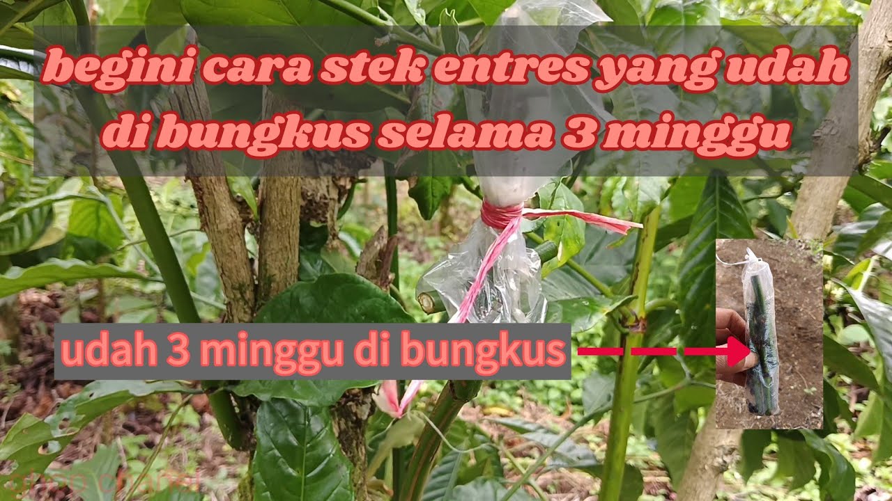 Cara menyetek atau meyambung entres yang udah di bungkus selama 3 minggu minggu#carastekkopi