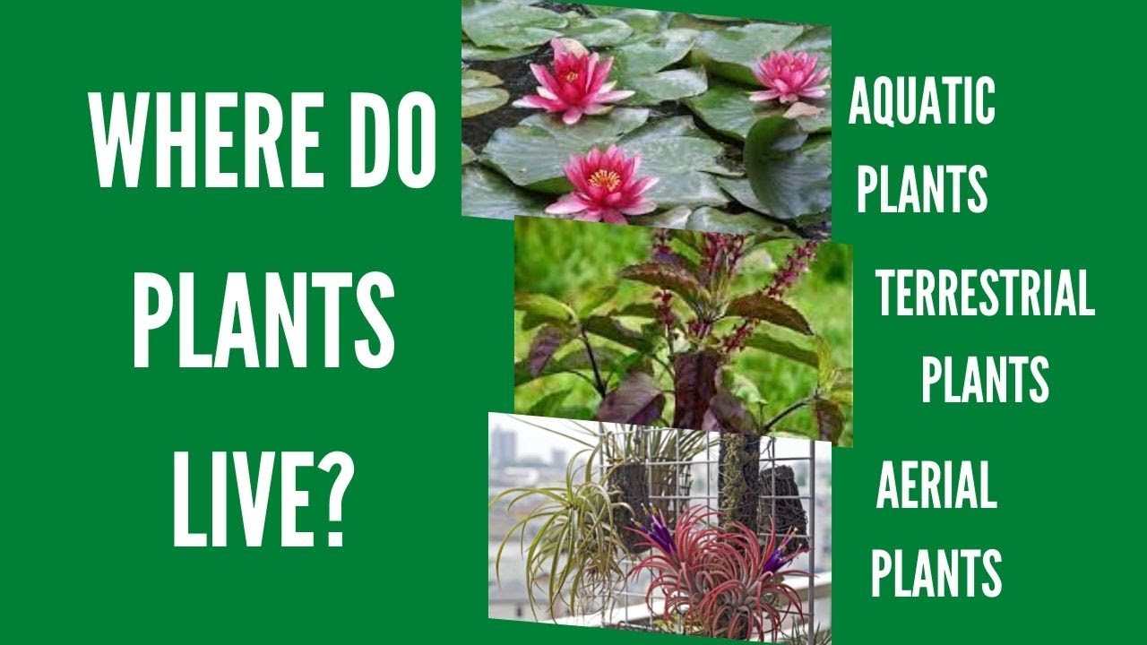 Terrestrial, Aquatic and Aerial Plants | Grade 1 Lesson (MELC)