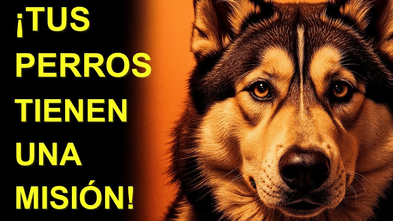 ¡TU PERRO NO ES SOLO UNA MASCOTA! ¡EDGAR CAYCE CONFESÓ SU MISIÓN OCULTA EN SECRETO!