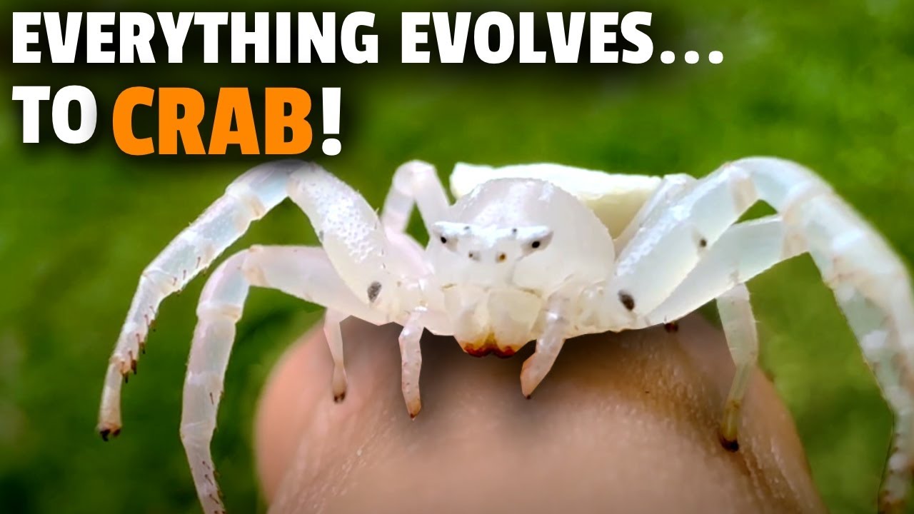Even SPIDERS Keep Evolving Into CRABS!