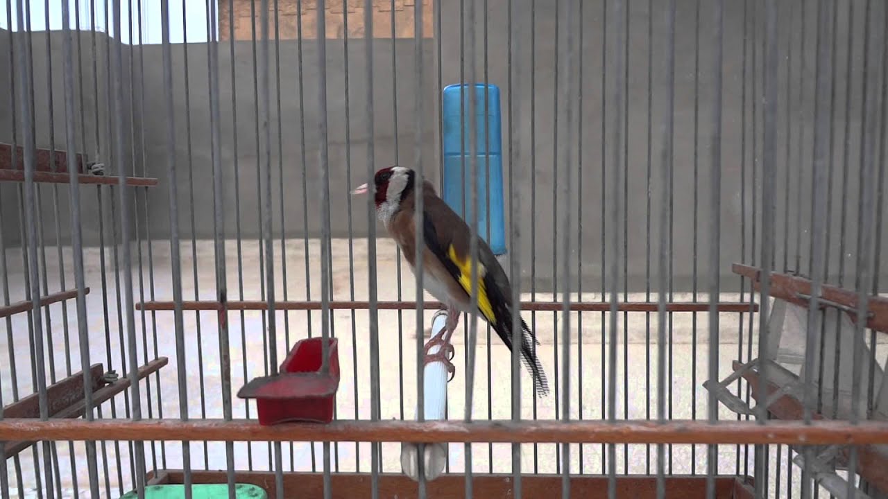 Chardonneret de biskra halim