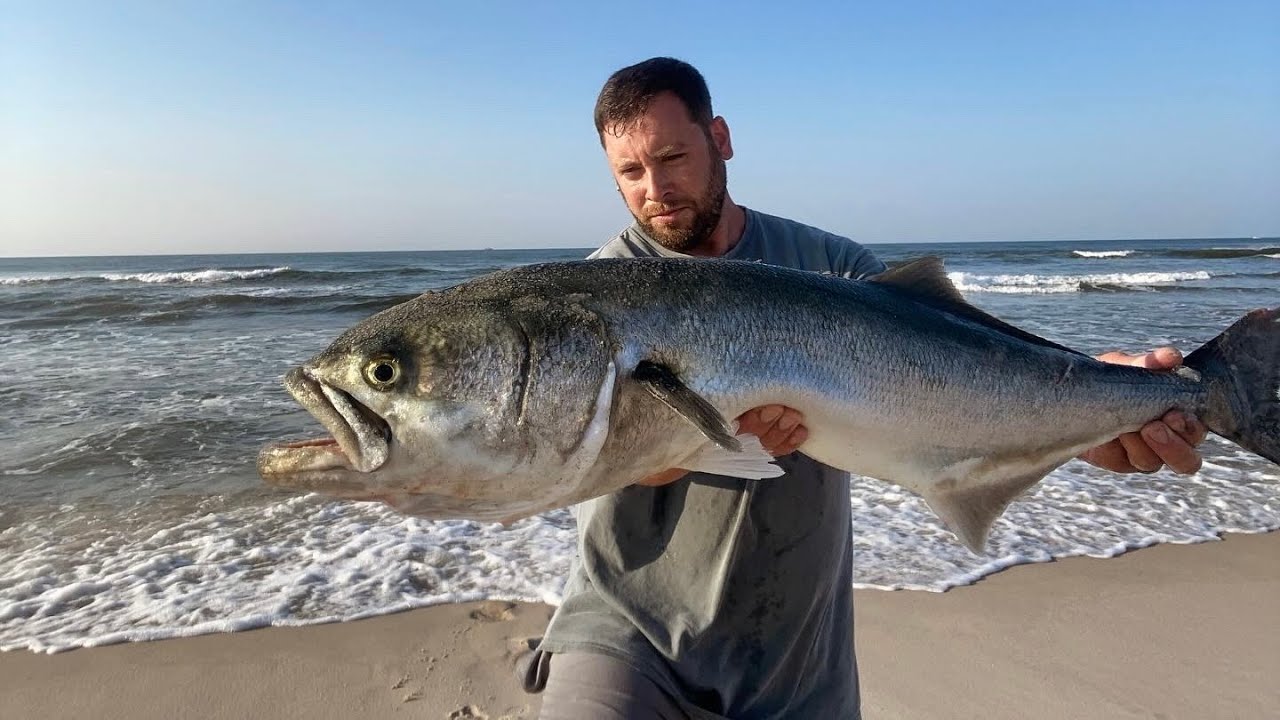 4th of July! SHARKS, Bluefish, Striped Bass, Striped Burrfish and More! Long Island, New York