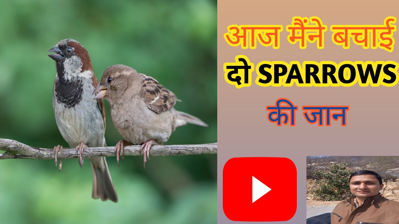 आज मैंने बचायी Birds की जान I Have Saved Two Birds Birds Ko Bachaya 