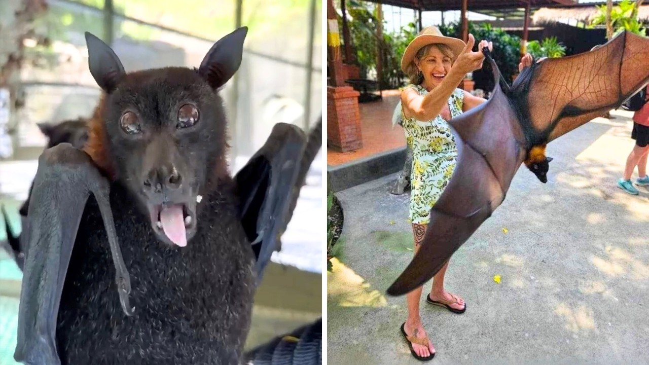 Flying Fox ❤️&zwj;🔥 The BAT With a Puppy Face!