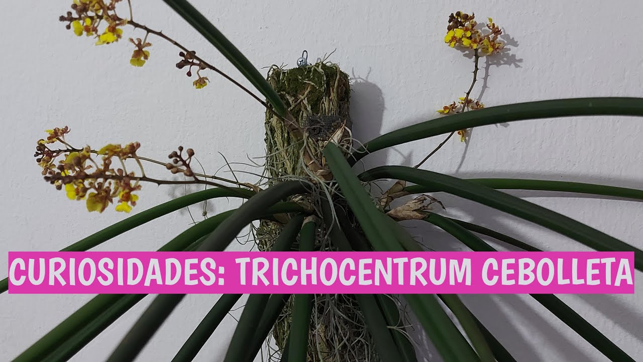 CURIOSIDADES TRICHOCENTRUM CEBOLLETA