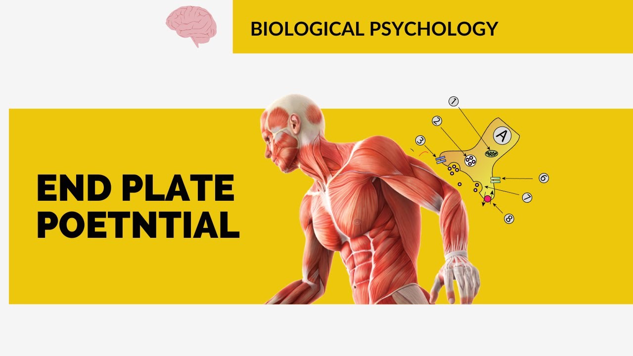 END PLATE POTENTIAL | BIOLOGICAL PSYCHOLOGY | HAFSA MALIK #net #cuet #ncert #upsc #gate #mphil