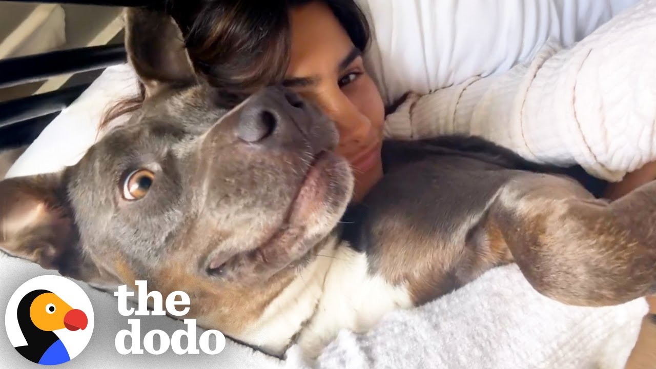 Woman Realizes She's Been Wrong About Pit Bulls Her Whole Life | The Dodo