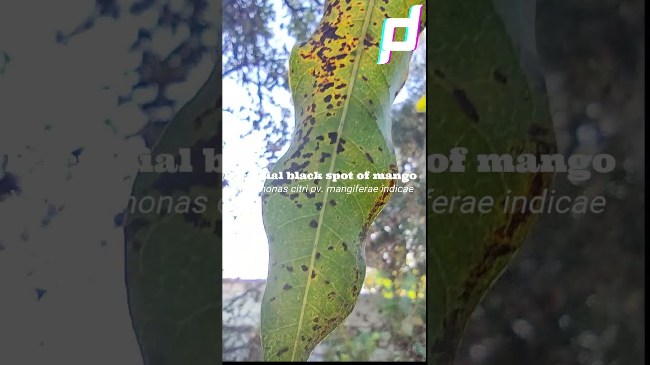 Bacterial black spot of mango identification |आम का जीवाणु काला धब्बा रोग की पहचान और प्रबंधन#shorts
