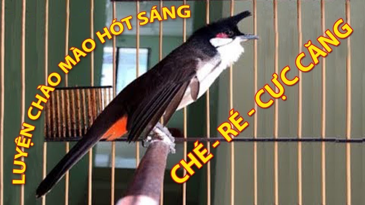 Luyện chào mào hót sáng, QUÁ HAY - CHÉ KÍCH BỔI CĂNG ĐÉT, Cách luyện chào mào hót căng lửa, chào mào