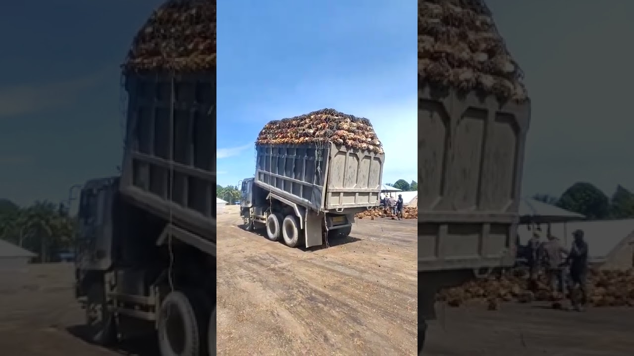 Dump Truk Tronton Bongkar sawit 30 Ton