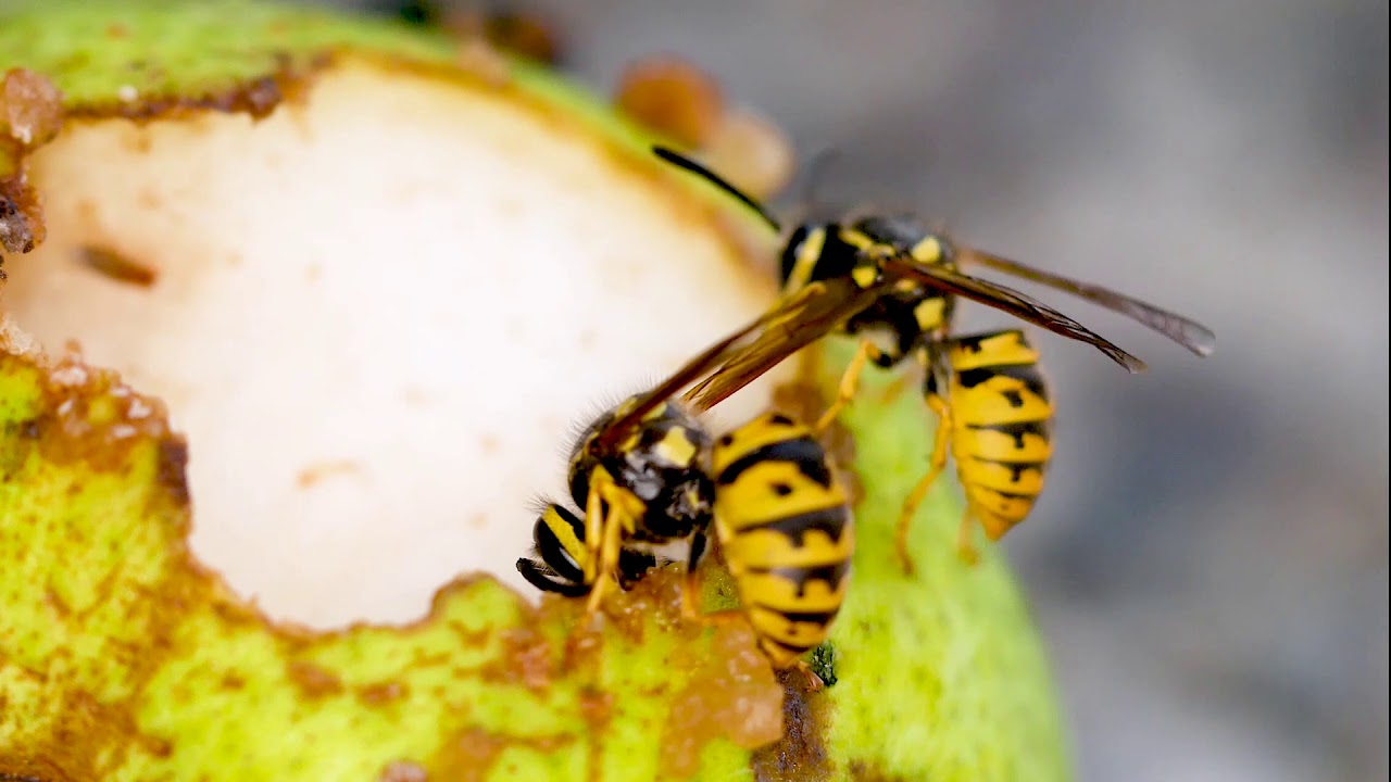 Ron Schara gives wasp safety tips
