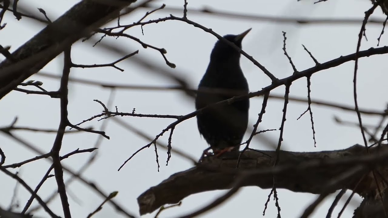 European Starling bird sounds (Sturnus vulgaris)
