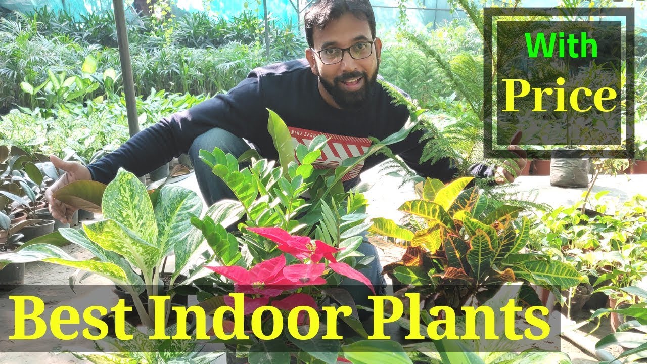 Best Types Indoor Plants for Decoration In India | Good House Inside Plants for Small Space Garden