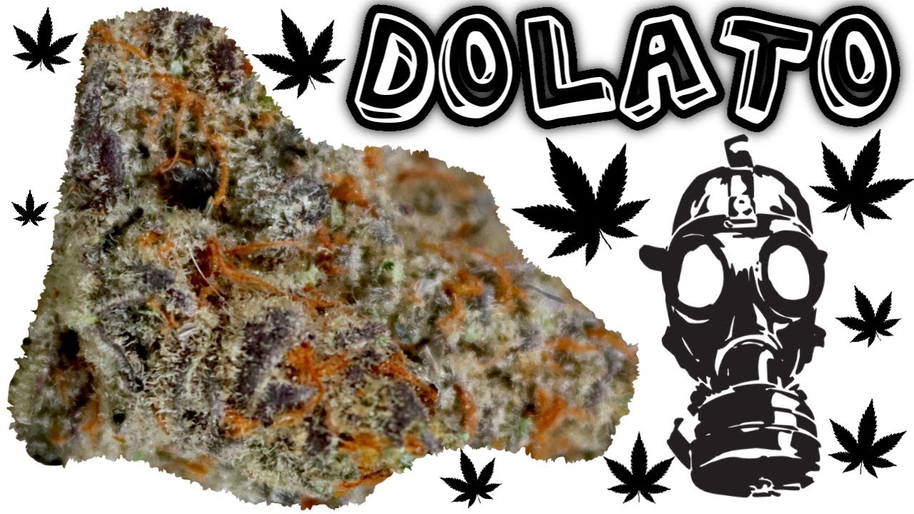 Dolato OFFICIAL strain review