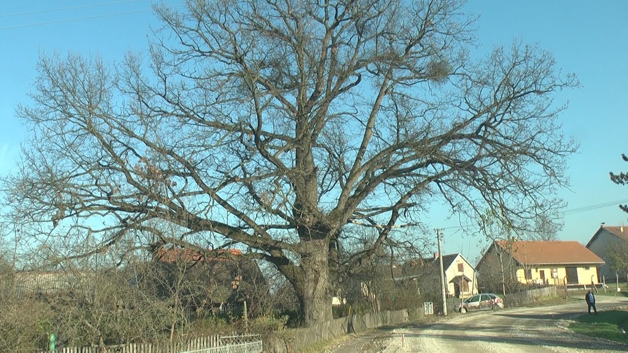 Stari hrast u Runjanima - Razgovori pokraj puta - Obicaji Radjevine - Dobrivoje i Dobrila Pantelic