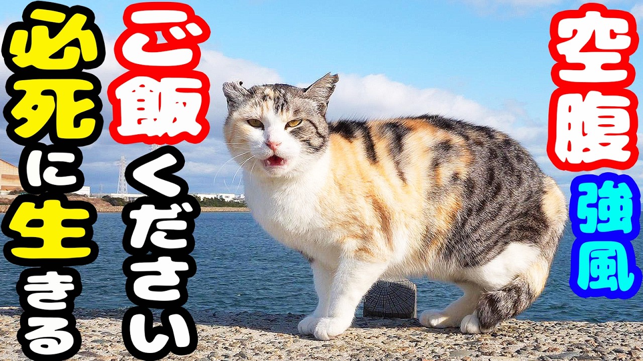 強風 極寒 空腹な猫にご飯をあげると・・・さくらねこへのエサやり【視聴だけでも猫を助けることになります】支援者様 視聴者様 猫たちに神のご加護を！野良猫の感動猫動画
