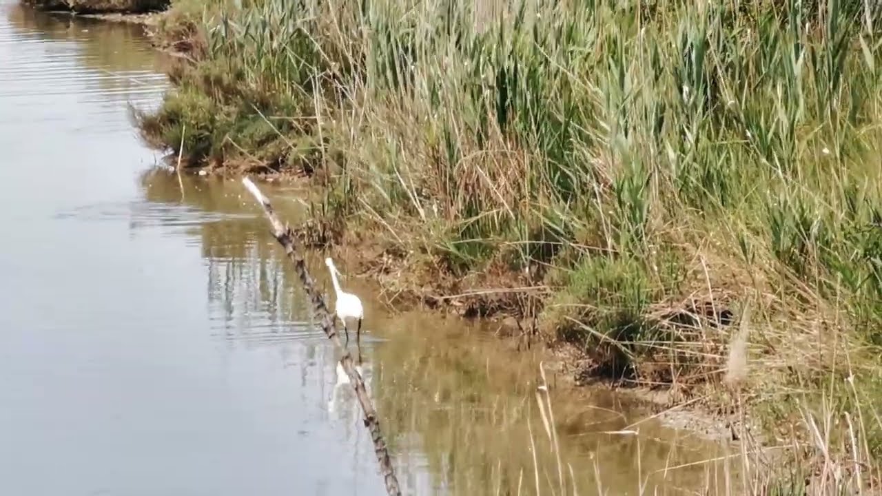 Mala bela čaplja III, &Scaron;kocjanski zatok, 2. 6. 2025