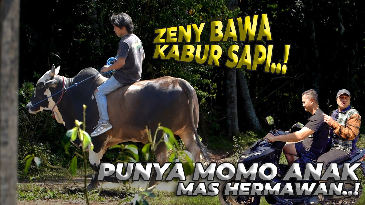 ANAK MAS HERMAWAN SETIA FARM MASIH BAYI UDAH PUNYA SAPI JUMBO