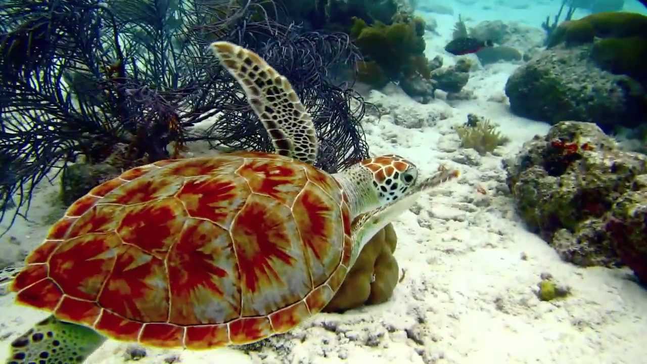 Diving & Exploring the Bonaire Marine Park, part 2