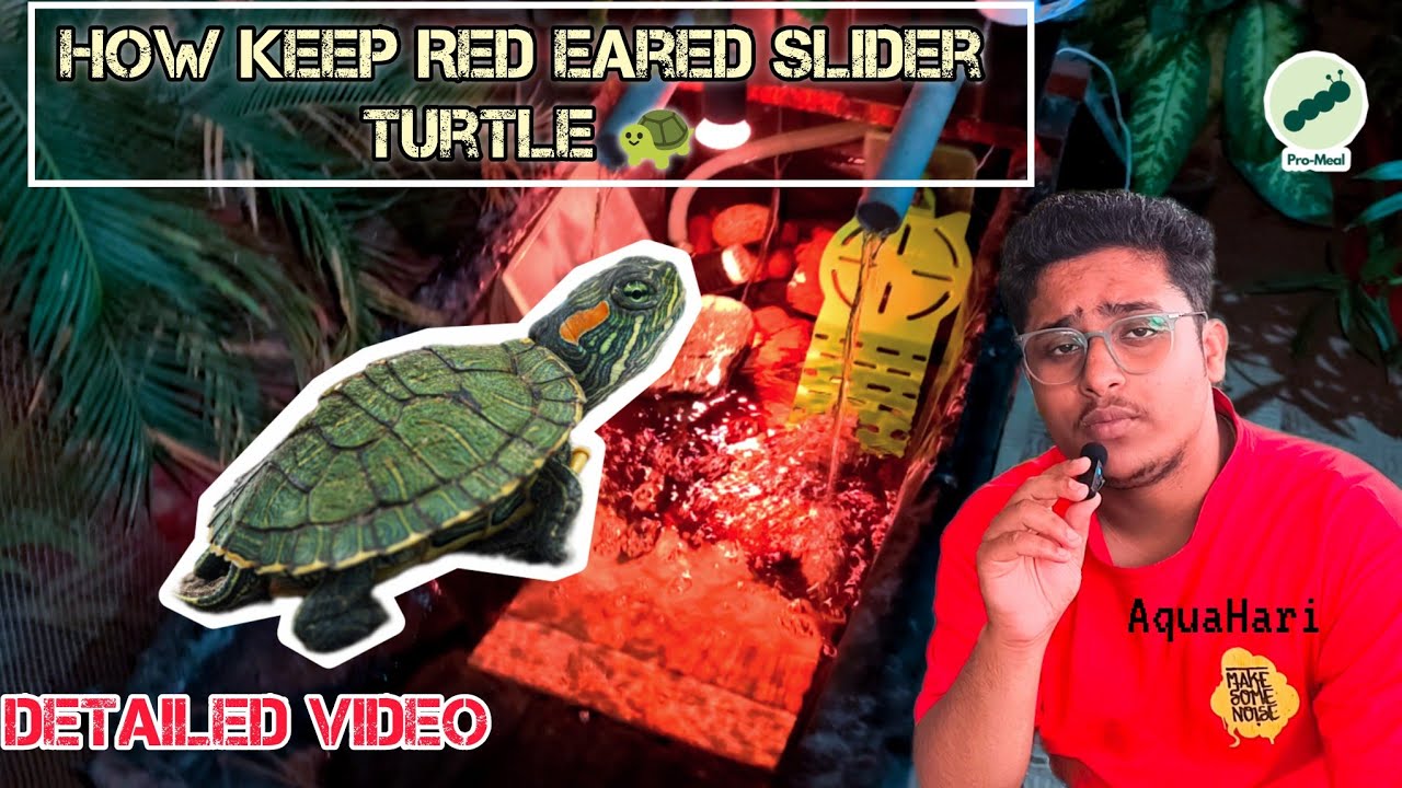 How To Keep Red Eared Slider Turtle 🐢| 📌Detailed Guide | Promeal's 🪱| #shorts#redearedslider#turtle