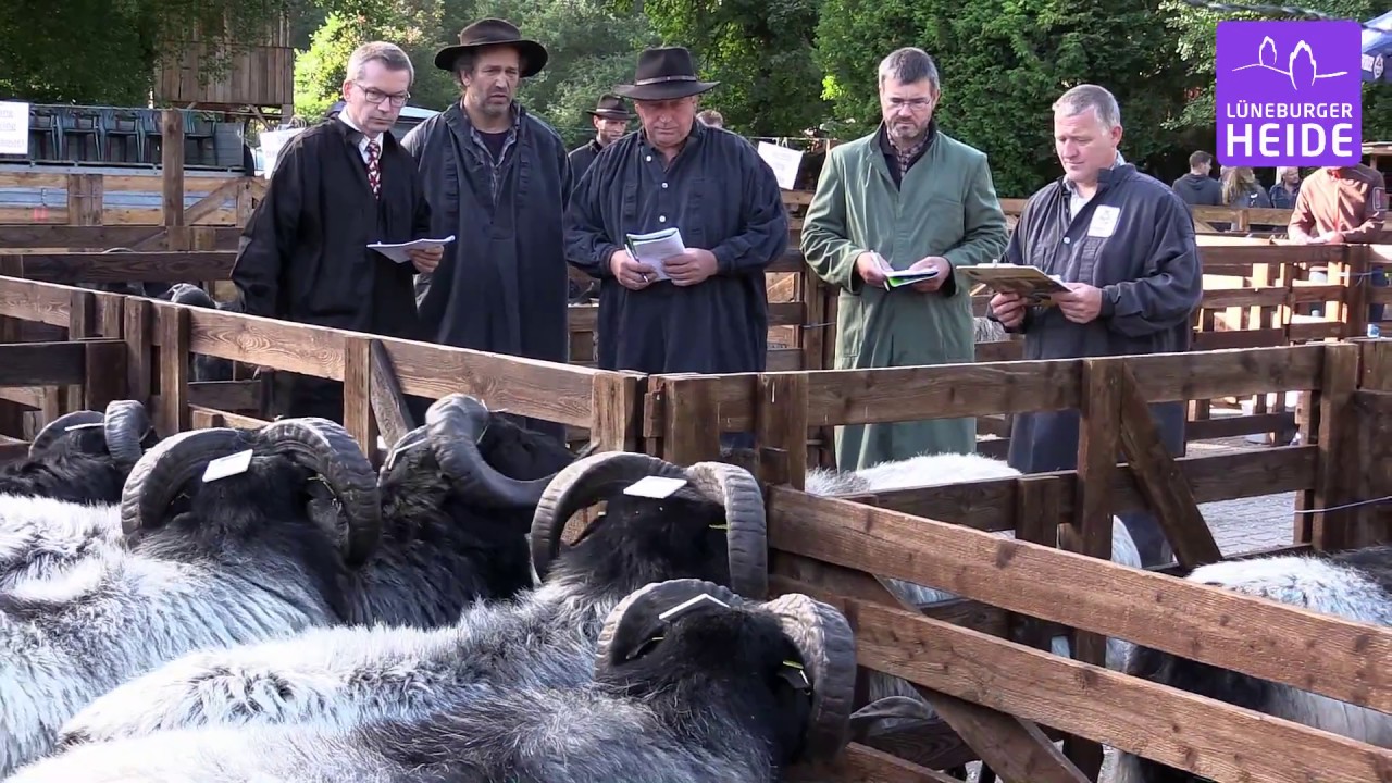 Die teuerste Heidschnucke der Lüneburger Heide: Heidschnucken-Bock-Auktion in Müden (Örtze)