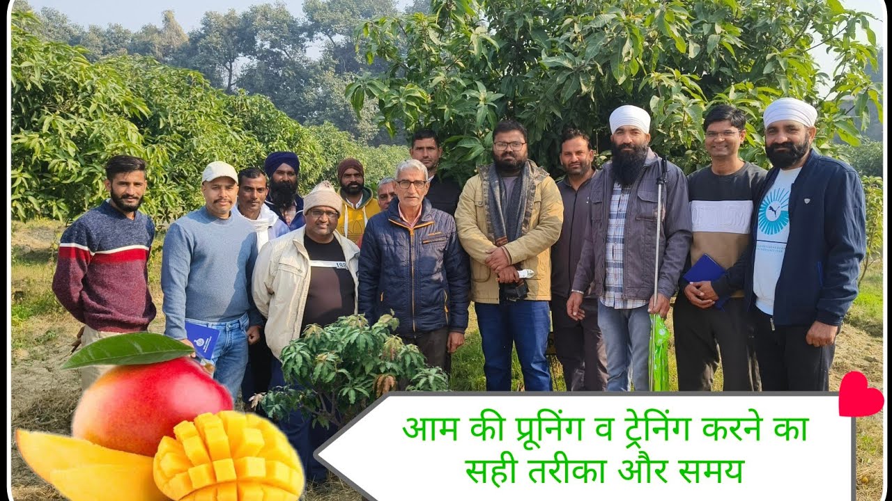 आम की प्रूनिंग ट्रेनिंग करने का सही तरीका और समय🥭Right method and time of pruning training #mango